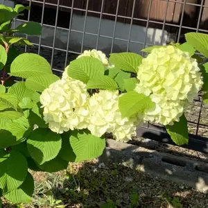 BRONTE 100%ラムウール スローケット （チェック柄） ブランケット