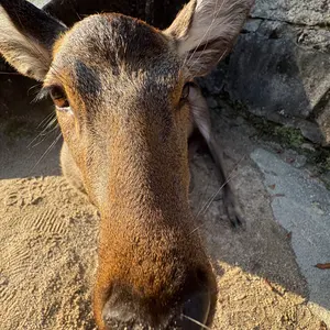 PALACE パーカー ジップパーカー ネイビー - メルカリ