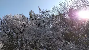 ☆米国製本物レアサイズ！W32*L28CARHARTTダブルニーB01ブラック