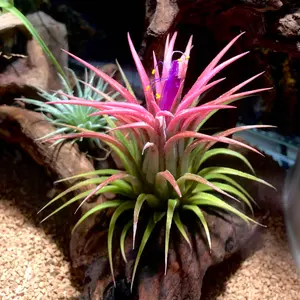 正規タグ付き ホマロメナ Homalomena vittifolia 