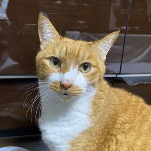 茶太様 定価6.2万 M-premier BLACK ウールリバー フレア - メルカリ