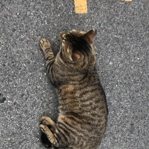 ねこのなかのねこ