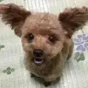 徳永善也(チェッカーズ) 心の旅 素顔Ⅱ VHS - メルカリ