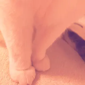 ピコジロウ　※土日祝日発送基本しません