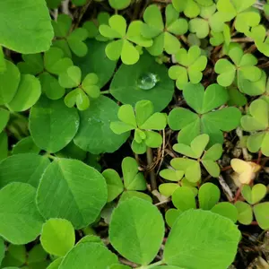 大阪引取限定 Marguerite風 高級パイン集成材使用 壁一面の本棚