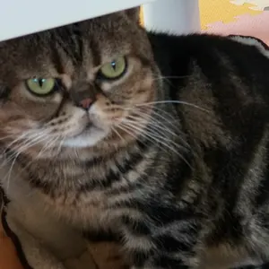 Japan Cat.耳ツボジュエリー