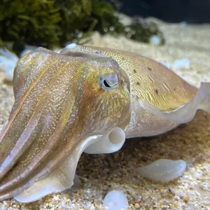 テンセイホワイトプロ1K 5X ドライバー用 ピンg410〜用 - メルカリ