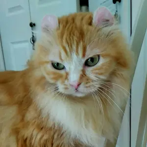 ローズ柄(コーラルピンク)わんちゃん猫ちゃん用襟付首輪 - メルカリ