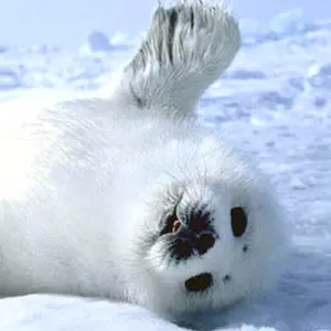 会場限定カラー】工藤大輝claquepotツーマンTwin Ship Tシャツ - メルカリ