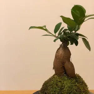 S*H様 PARABOOT パラブーツ PHOTON フォトン UK7サイズ - メルカリ