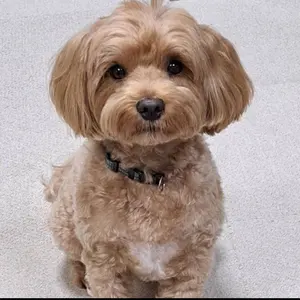 ジョニーウォーカー12年・マクラーレンF1限定•1L - メルカリ