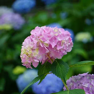 ハツカ【購入前プロフ必読お願いします】