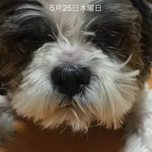 笠間焼 陶芸家 小久保恵子先生作品 陶猫 - メルカリ