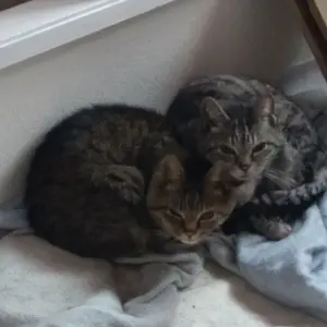 M.2 ヒートシンク 銅 70mm x 20mm x10mm 8個 - メルカリ