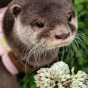 gfriend ヨチン ヨジャチング ソウォン サインボール - メルカリ