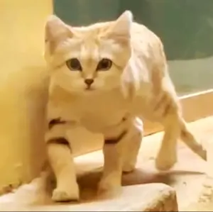 桃