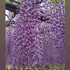 未使用近い 美品 袷 正絹 友禅 小紋 フルセット 希少アンティーク