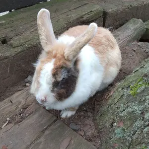 ☆セール中☆　水指　韓国　三島　緑園陶窯　緑園作　末広　現代工芸品　木箱入 ☆セール中☆ 水指 韓国 三島 緑園陶窯 緑園作 末広 現代工芸