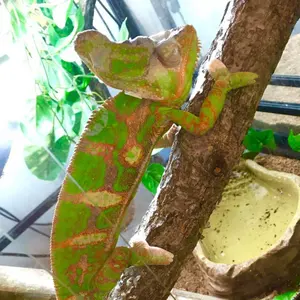 【お値下げ】GUCCI ×ヒグチユウコ トートバッグ　チルドレンズ うさぎ柄 お値下げ】GUCCI ×ヒグチユウコ トートバッグ チルドレンズ