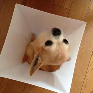 未開封】ヒグチユウコ マリーちゃん ミラー - メルカリ