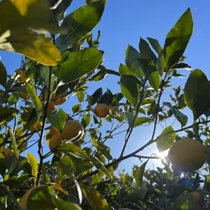 イオレクバーニソン