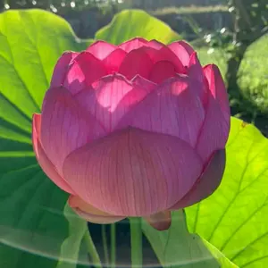 希少】Dieur Mind （Karyu在籍）『MESSAGE』デモテープ② - メルカリ