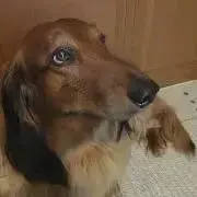 suma【落札前質問複数購入10%割引】