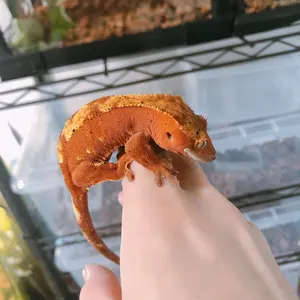 飼育ケージ 90×45×45 サイズ変更可 爬虫類 小動物防水 アルミ複合板