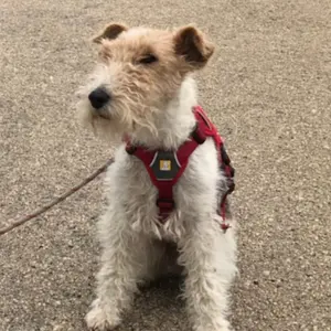 お値下げしました。　リヤドロ　仔犬とお花 お値下げしました。 リヤドロ 仔犬とお花 - メルカリ