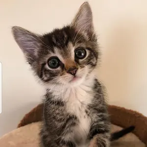 ネザー♡最高級モアサナイト　エメラルドカット　3ストーンリングセット total 5ct！/最高級モアサナイト エメラルドカットリング / 3