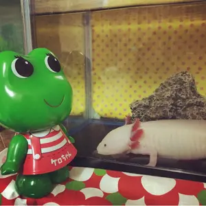 3#多肉植物アエオニウム錦❤️ハロウィン黄錦❤️ 1頭3-4子芽12-14cm拨