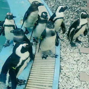 レム パラレル (SR) リゼロ 水瀬いのりサイン入り - メルカリ