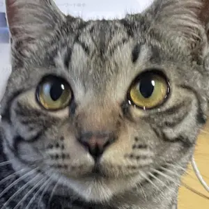 めろ※プロフ必読