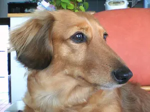 Ceylon