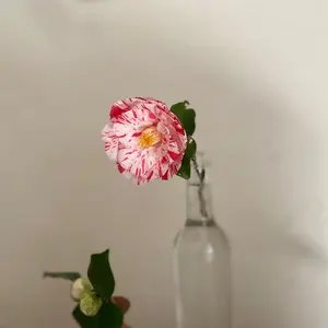 藤笠砂都子 Flow - メルカリ