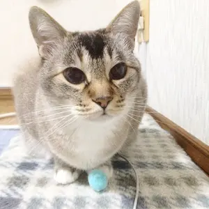 こうめ様専用コアフィット ヘッドドライバー バスコンボ - メルカリ