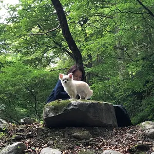 宇宙パワー♾️最強御守り】カタカムナ ひふみ祝詞 高級和紙 白 ハガキ