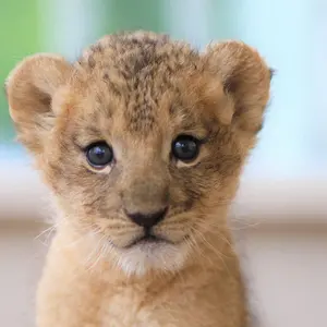 アラン@一部発送1月～