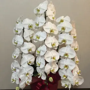 クリステル CRISTEL 蒸し器 廃盤 24cm - メルカリ