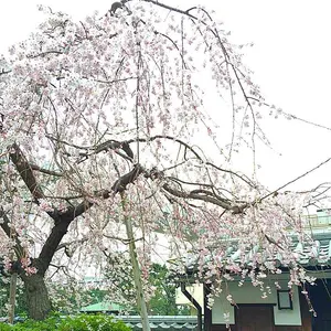 トワイライトエクスプレス 瑞風 ボールペン - メルカリ