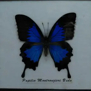 チュ－リップ モノクロ原画 チュ－リップ モノクロ原画 - メルカリ