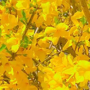 気内臓療法/気内臓療法 II 〜風の追撃〜 謝 明徳 二巻セット - メルカリ