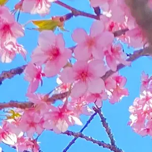 袋帯 京都 西陣 金華山織 金糸 クリーム色 ローブデコルテ 中古 kp2117 袋帯 京都 西陣 金華山織 金糸 クリーム色 ローブデコルテ 中古