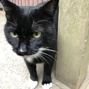 C106 ねこきゃとてぃくす ブルーアーカイブ本 ブルアカ 夏コミ