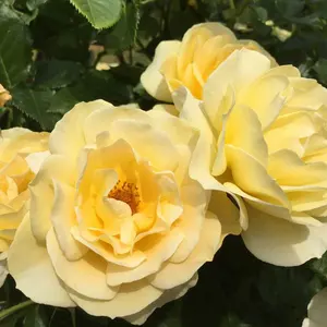 超特急 初代 角付き フードタオル ツノタオル カイ青 - メルカリ