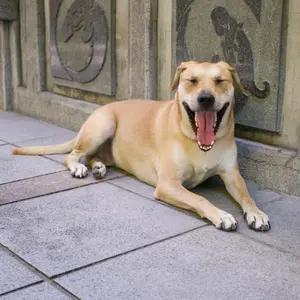 タンポコ✩.*˚様専用 ハセガワアヤ 乙女タイガー カンタ 半幅帯 - メルカリ