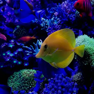 SWCJ2025 ホットトイズ　アナキンスカイウォーカー　シスアプレンティス SWCJ2025 ホットトイズ アナキンスカイウォーカー シスアプレンティス