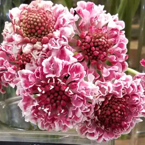 クレマチス 『貴婦人のたしなみ』8号 大苗 壺型 - メルカリ