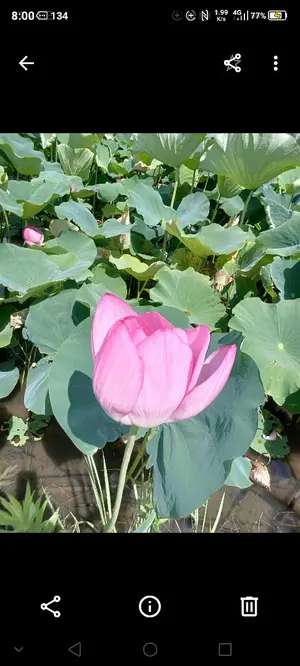 Invel スリムサポーター2枚入りМサイズ - メルカリ