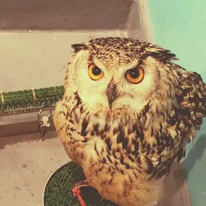 8月末までの出品！ YAMAHA AG06 生産完了品 8月末までの出品！ YAMAHA AG06 生産完了品 8月末までの出品！ YAMAHA